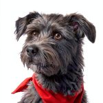 Children's Dog Book Candlewick Kindle Edition-0